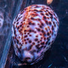 Large Arabica Cowrie (Cypraea arabica)