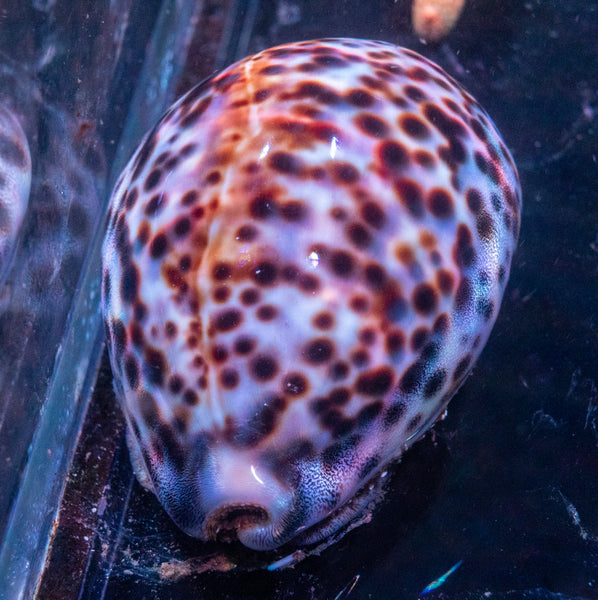 Large Arabica Cowrie (Cypraea arabica)