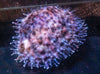 Large Arabica Cowrie (Cypraea arabica)