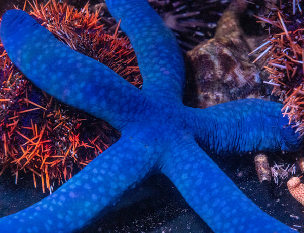 Blue Linka Starfish