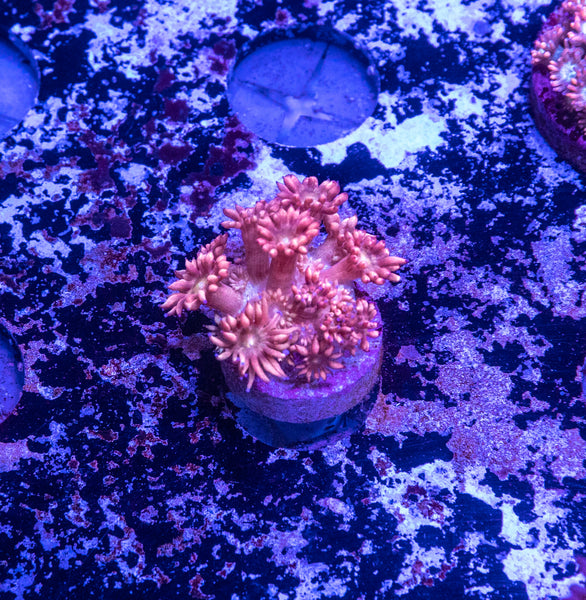 Goniopora Frag