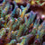 Acropora