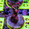 AMA SPS Frag 082 'Strawberry Shortcake'
