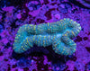 Lobophyllia