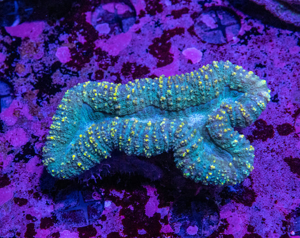 Lobophyllia