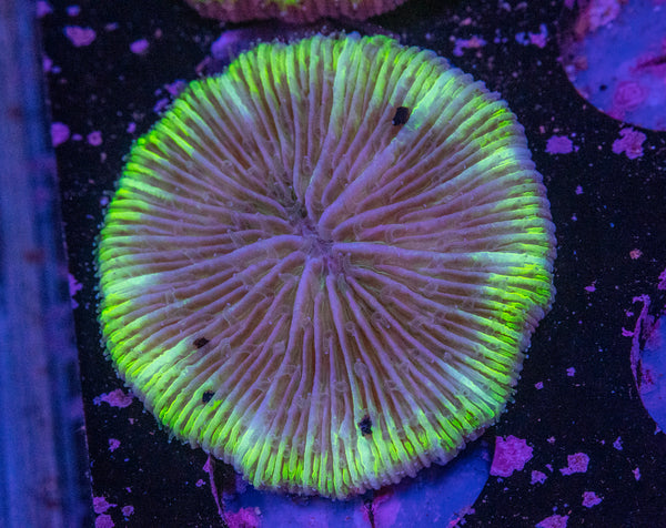 Fungia