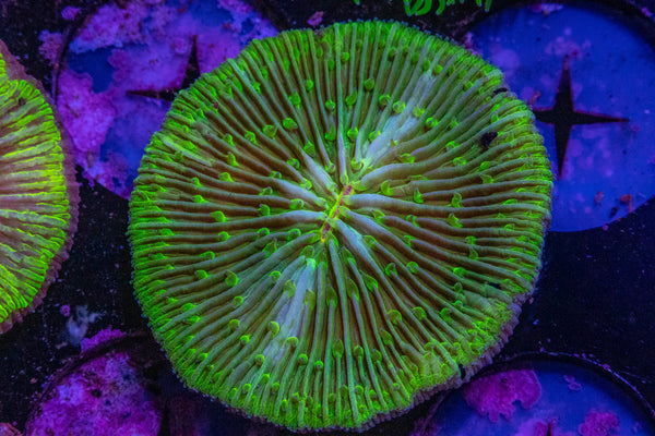 Fungia