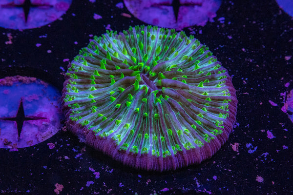 Fungia