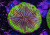 Fungia