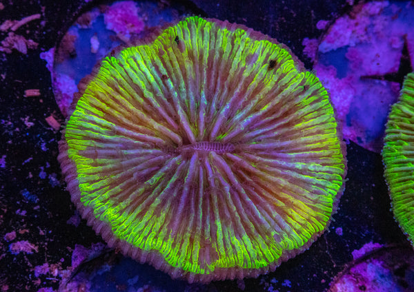Fungia
