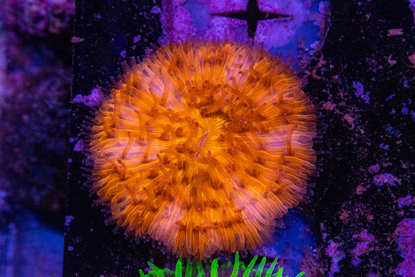 Orange Fungia