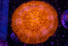 Orange Fungia