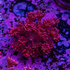 Goniopora Frag