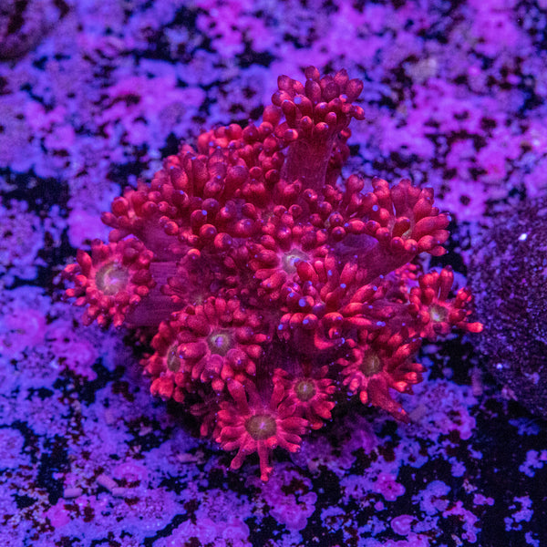 Goniopora Frag