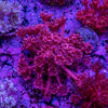 Goniopora Frag