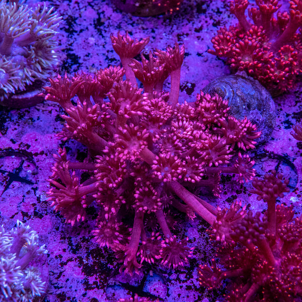Goniopora Frag