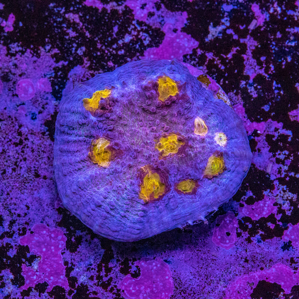 Chalice Frag