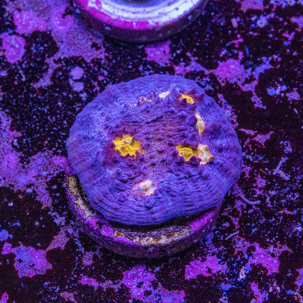 Chalice Frag