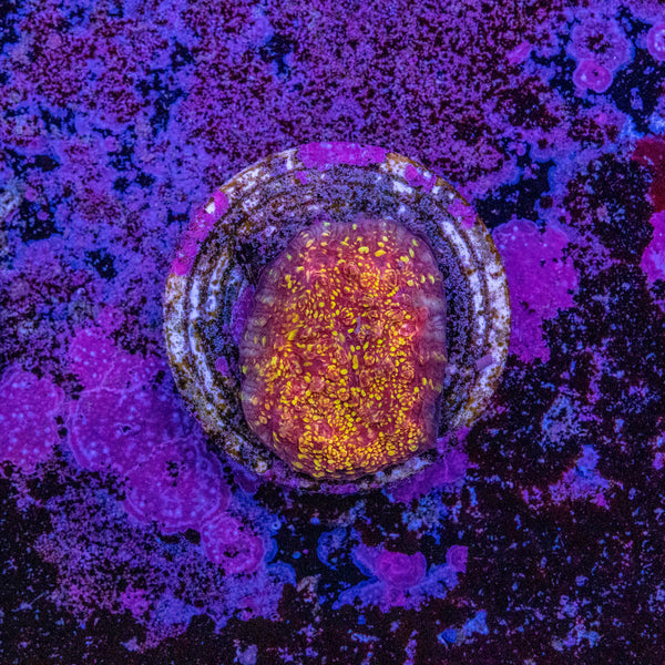 Glitter Oxypora Frag
