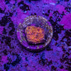 Glitter Oxypora Frag