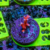 AMA SPS Frag 286 'TNT'