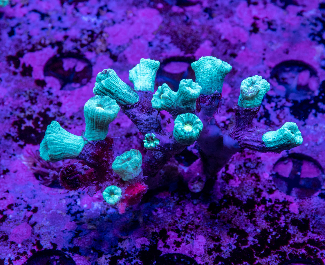 AMA Acro Frag #082 - AMA Achillis hill