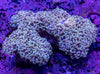GBR Gold Frogspawn