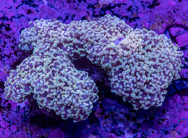 GBR Gold Frogspawn