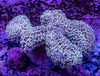 GBR Gold Frogspawn