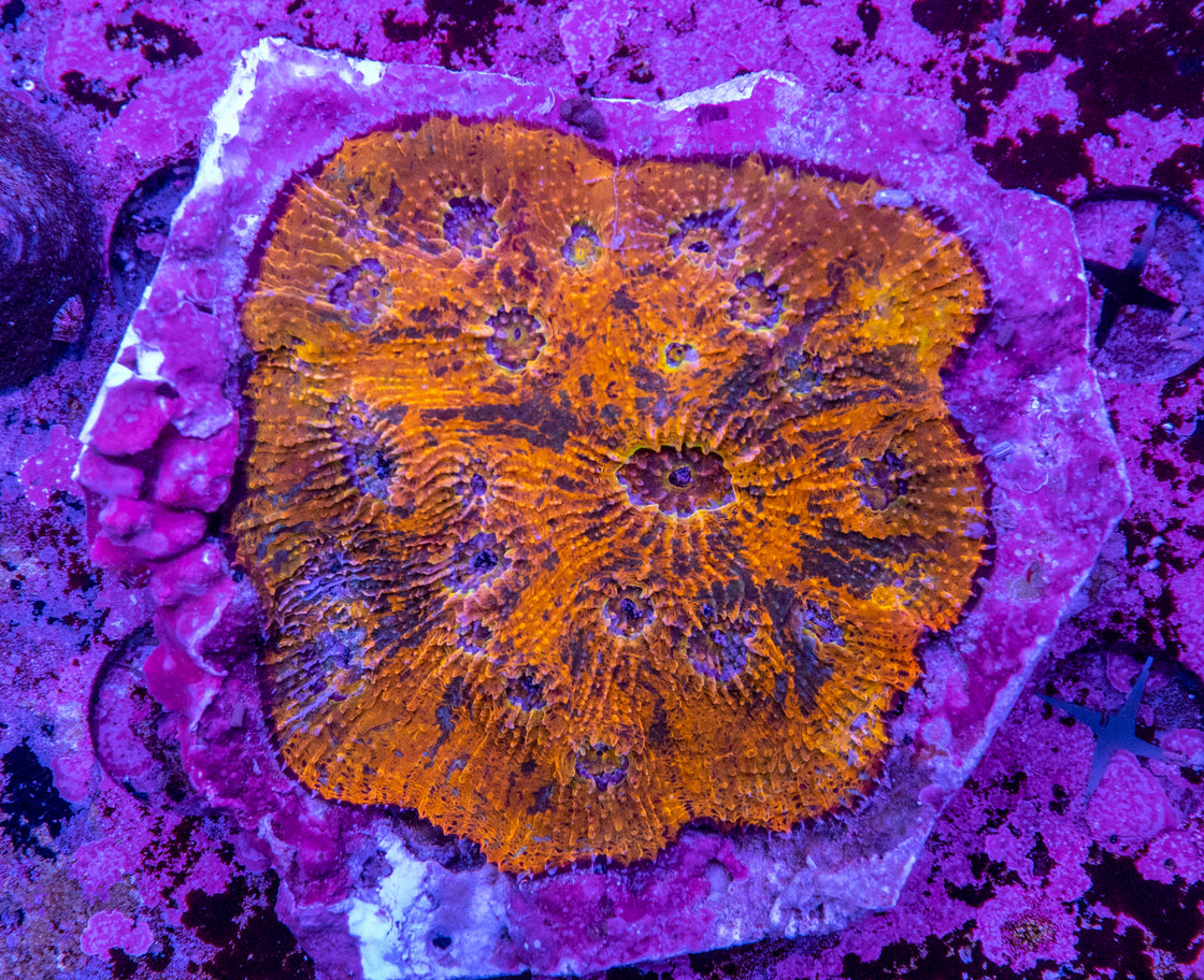 AMA Acro Frag #105
