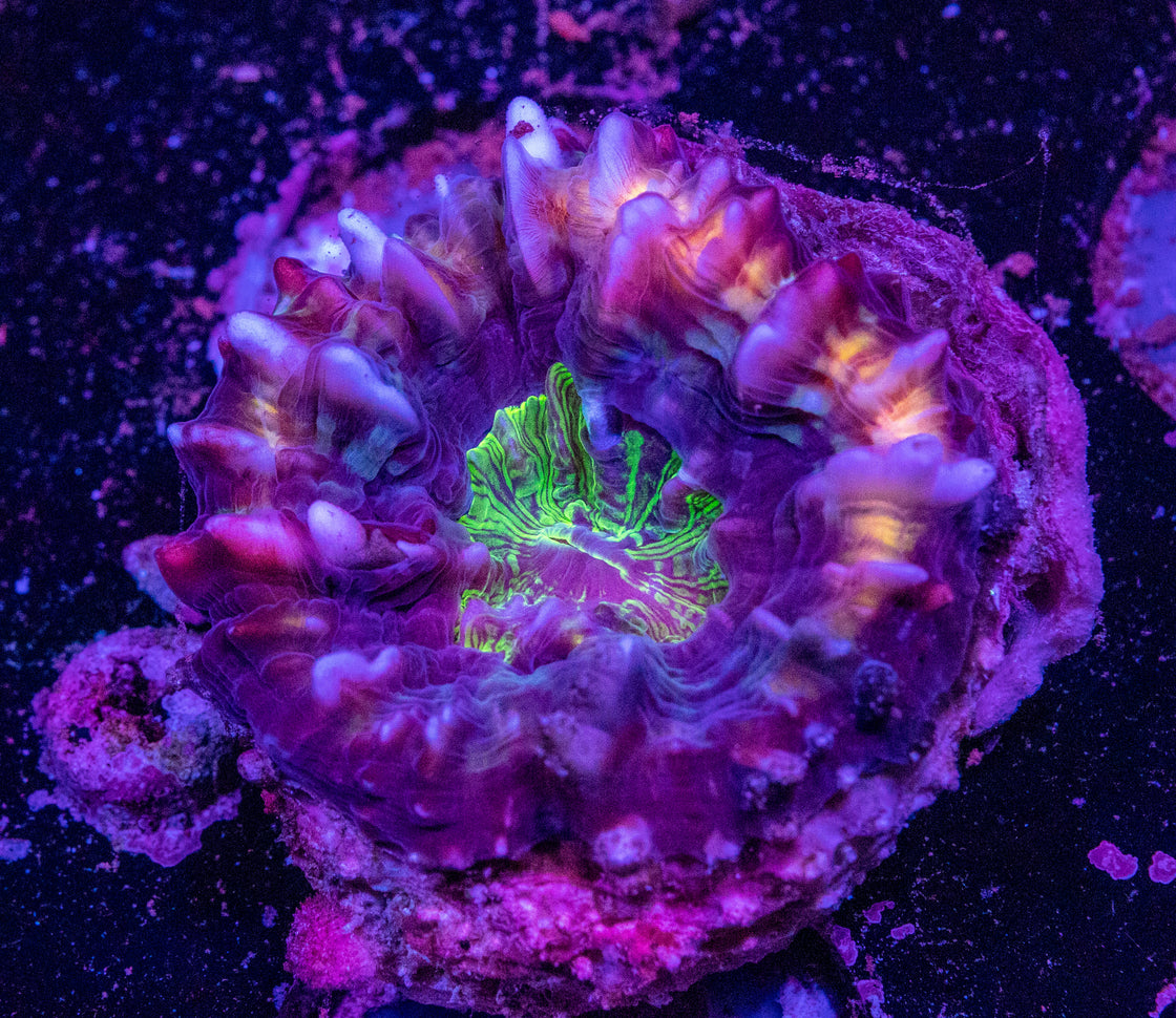 AMA Acro Frag #197 - AMA Flubber