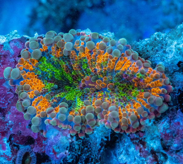 Rainbow Ricordea