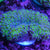 Frogspawn