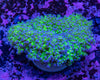 Reverse Frogspawn