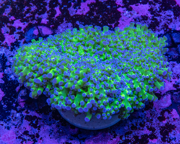 Reverse Frogspawn