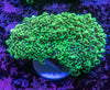 Frogspawn