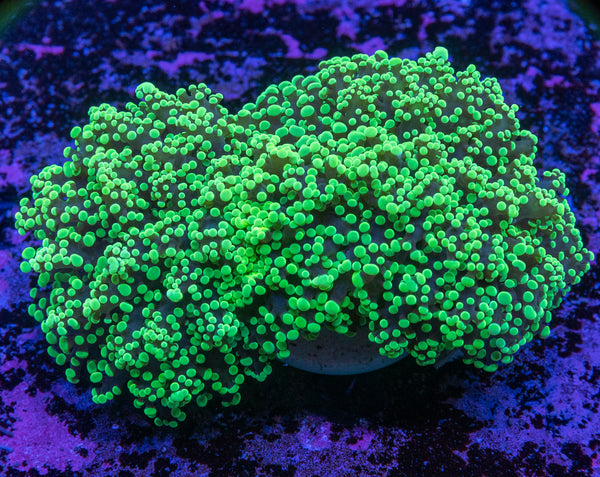 Frogspawn