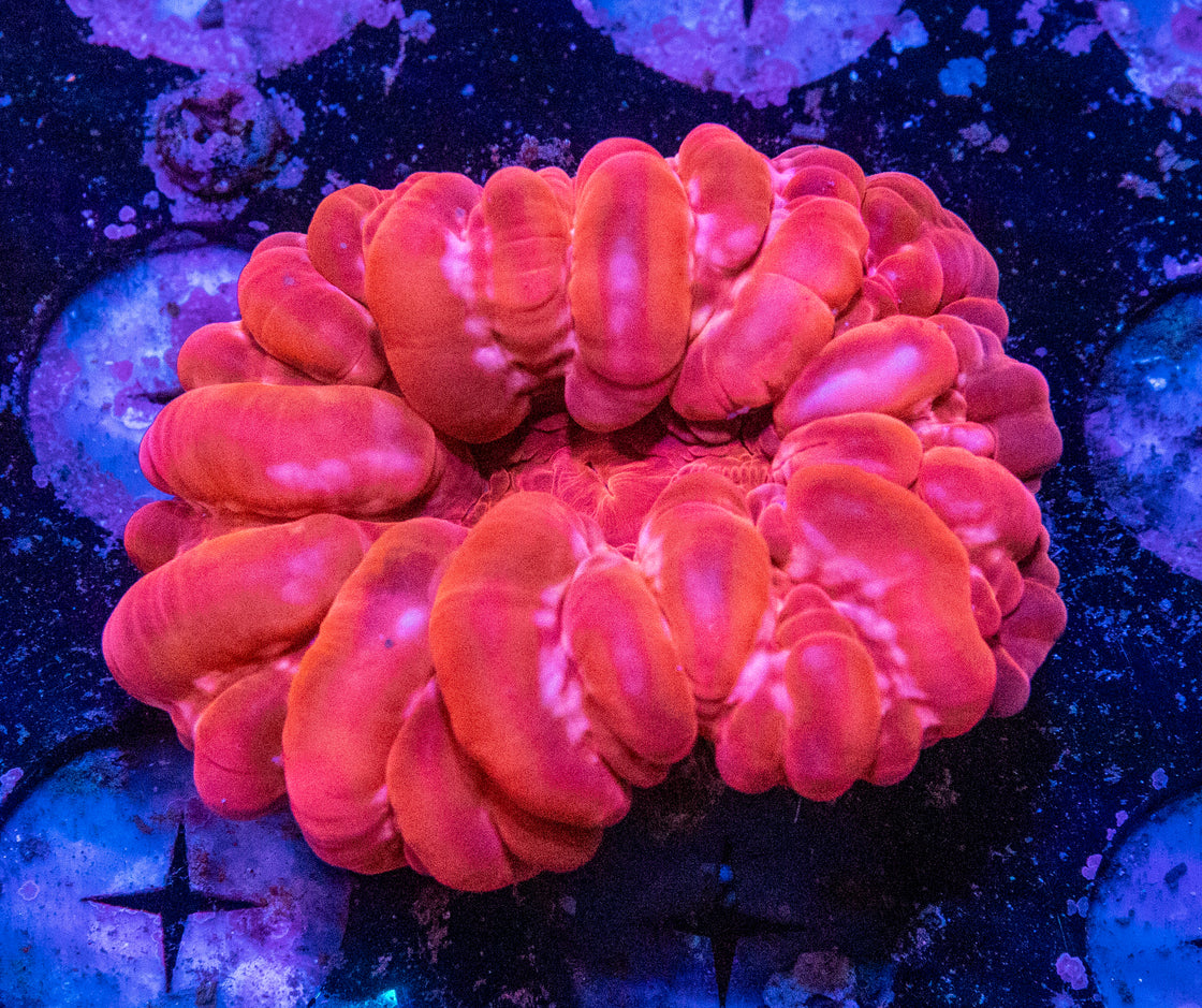 AMA Acro Frag #264
