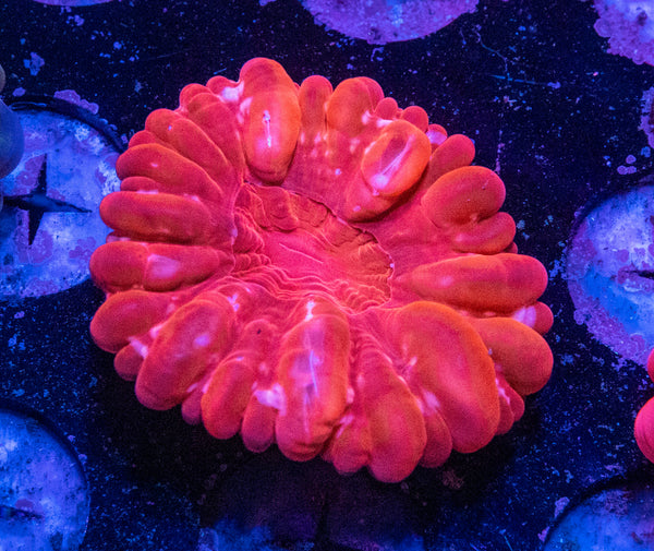 Cynarina