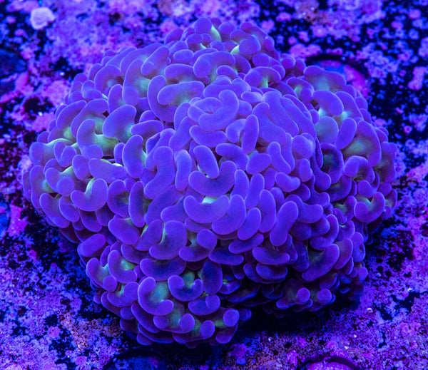 Hammer