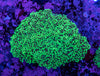 Frogspawn