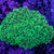 Frogspawn