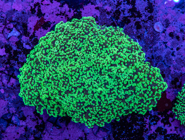 Frogspawn