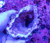 Mycedium (Cone Structure)