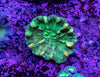 Pectinia