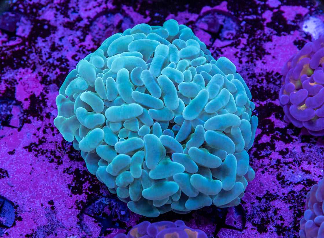 AMA Acro Frag #142 Pink Cadillac