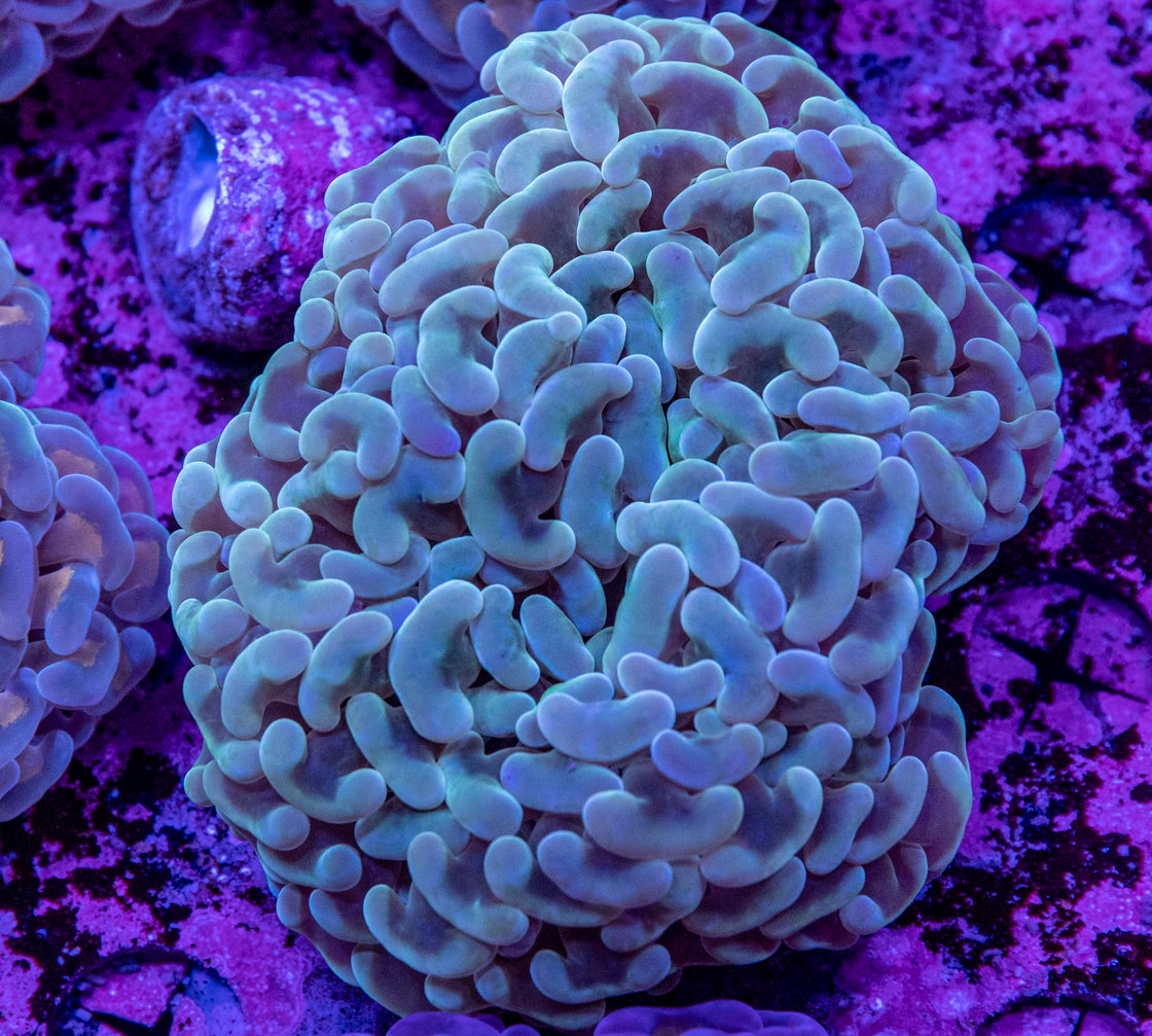 AMA Acro Frag #204