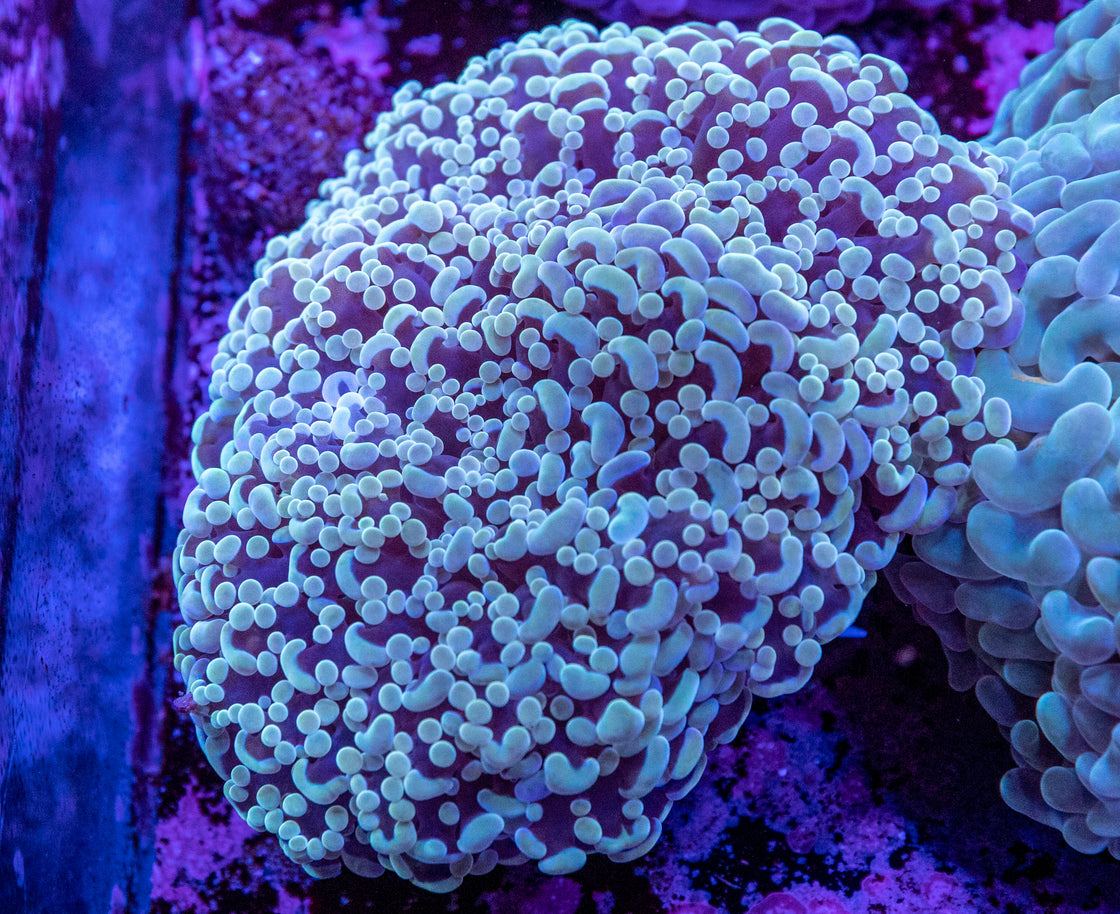 AMA Acro Frag #225 Confetti