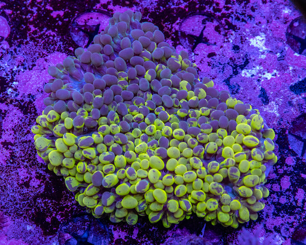 Bubble Coral