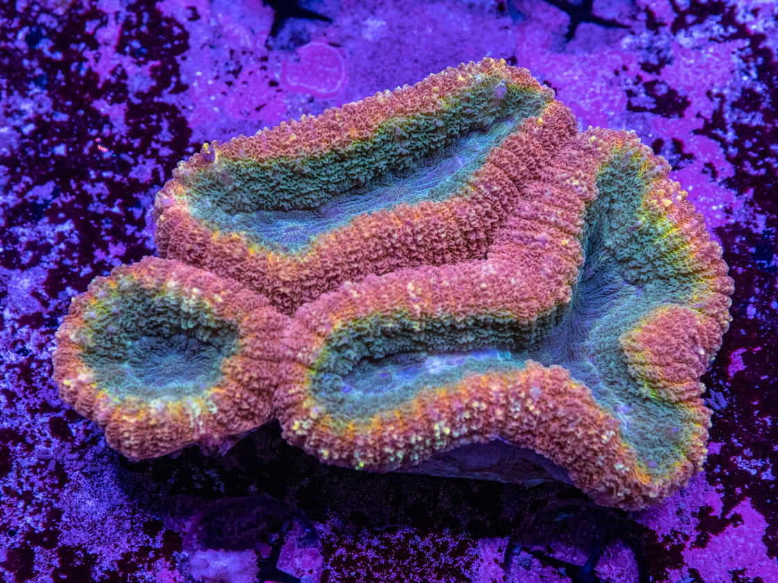 AMA Acro Frag #286